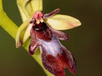 0004 (Fliegenragwurz)